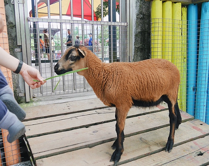 花蓮動物園門票