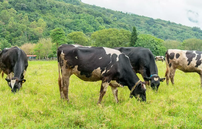 瑞穗牧場旅遊 瑞穗牧場旅遊