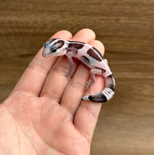 肥尾守宮濕度控制