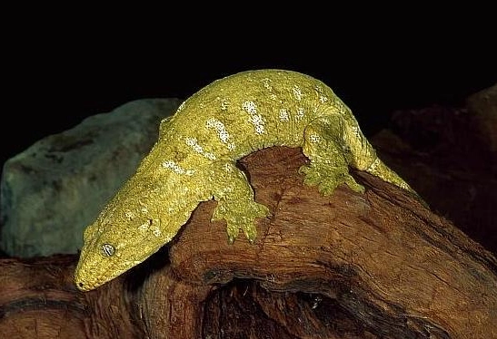 太平洋巨人守宮特徵