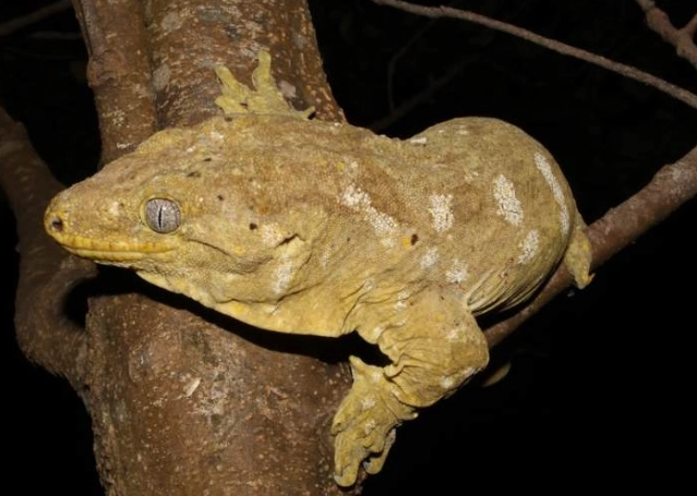 太平洋巨人守宮飼養