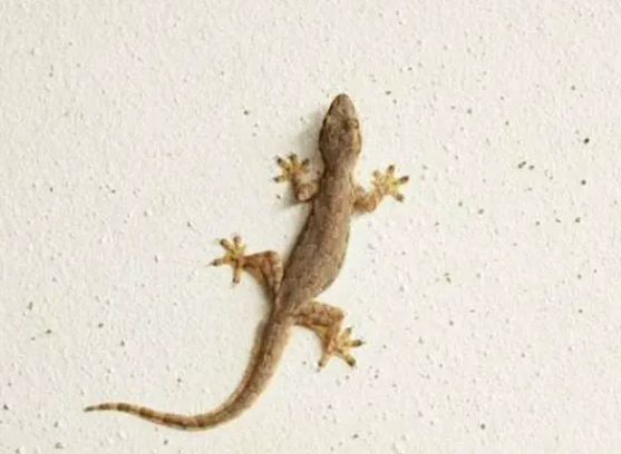 壁虎怕什麼味道的精油