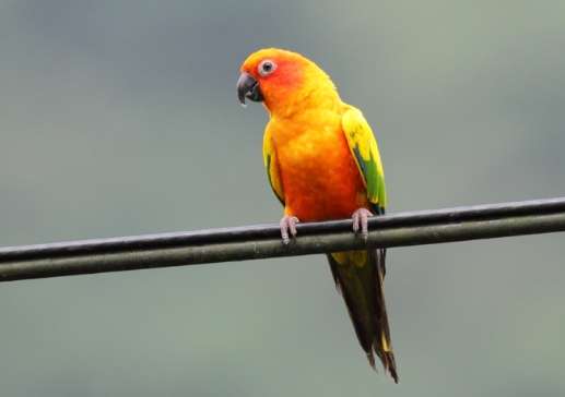 金太陽鸚鵡行為