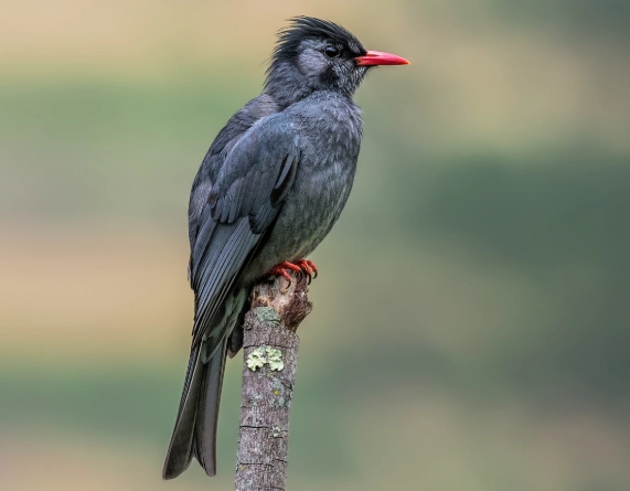 紅嘴黑鵯的一生