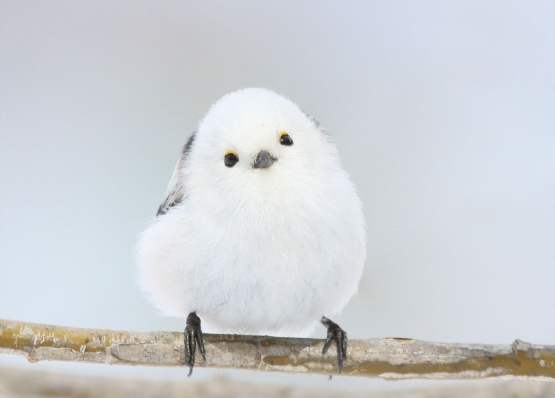 銀喉長尾山雀可以養嗎