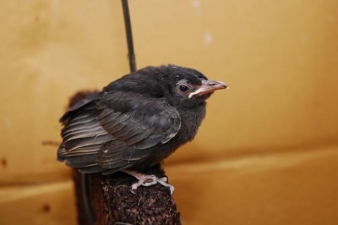 紅嘴黑鵯幼鳥照顧