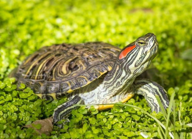 巴西龜照顧 巴西龜照顧