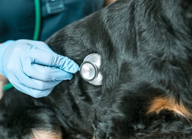 心絲蟲初期症狀