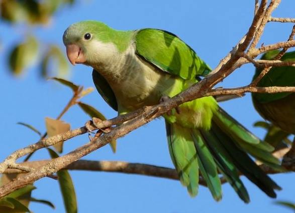 和尚鸚鵡飼養 和尚鸚鵡飼養