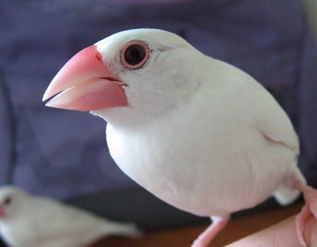 白文鳥照顧