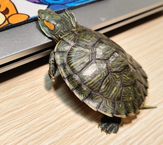 巴西龜飼養 巴西龜飼養