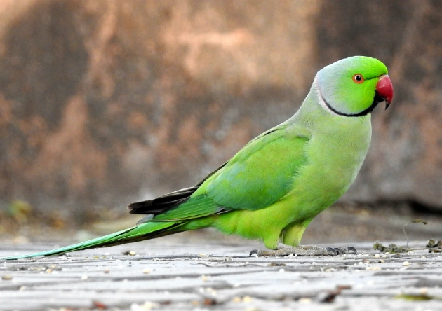 綠鸚鵡壽命