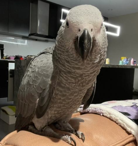 非洲灰鸚鵡壽命