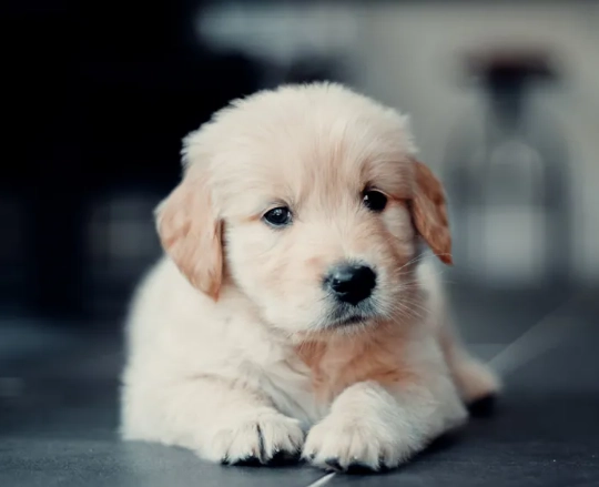 狗耳朵酵母菌感染