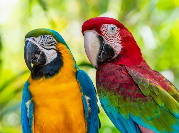 鸚鵡信任的表現