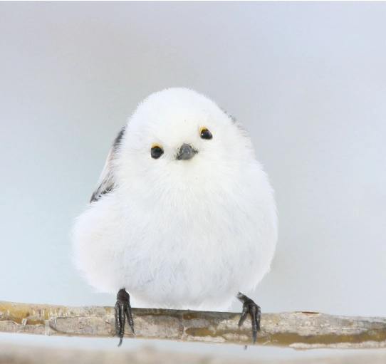 銀喉長尾山雀壽命