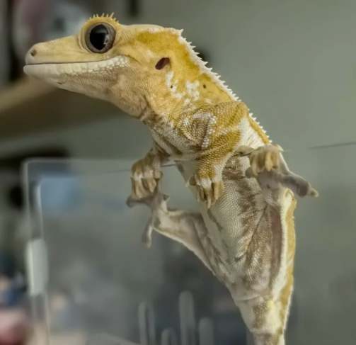 睫角守宮餵食指南