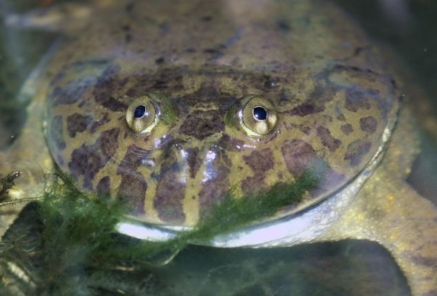 小丑蛙飼養 小丑蛙飼養