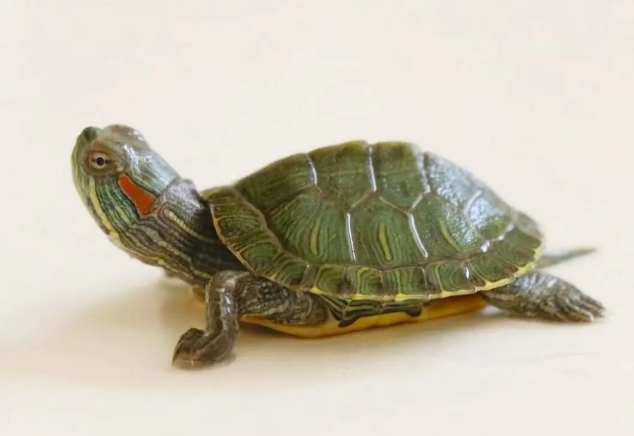 巴西龜飼養 巴西龜飼養