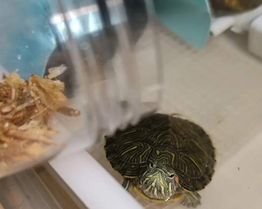 巴西龜常見問題 巴西龜常見問題