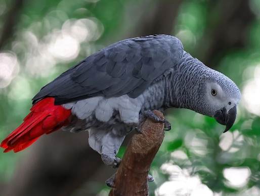 非洲灰鸚鵡壽命