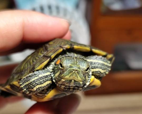 巴西龜照顧 巴西龜照顧