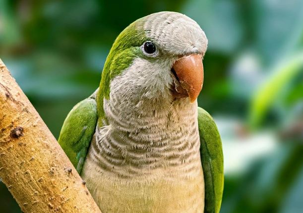 和尚鸚鵡飼養 和尚鸚鵡飼養