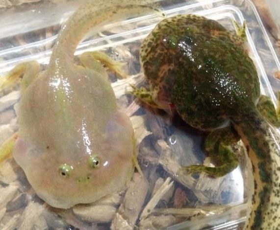 小丑蛙護理 小丑蛙護理