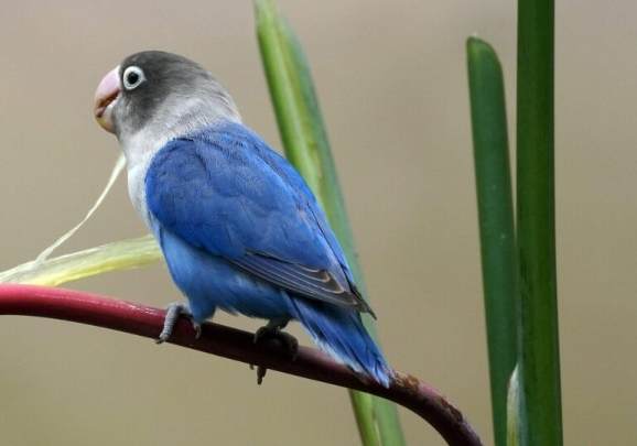 鸚鵡飼養成本 鸚鵡飼養成本