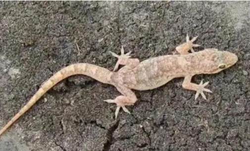 看到壁虎代表什麼