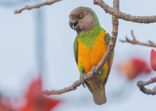 塞內加爾鸚鵡價格