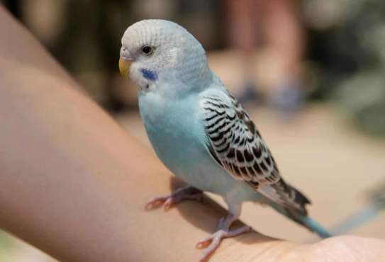 鸚鵡飼養成本 鸚鵡飼養成本