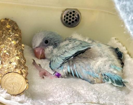 寵物鳥飼養成本