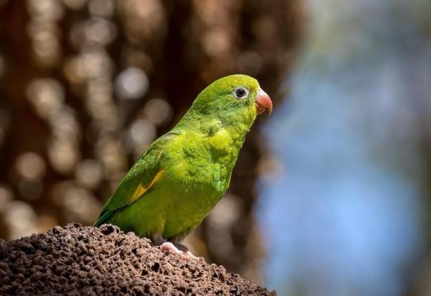 鸚鵡品種價格 鸚鵡品種價格
