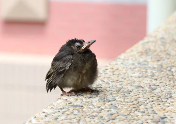 台灣鳥類幼鳥識別