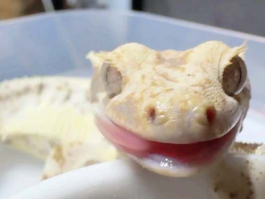 睫角守宮環境設定