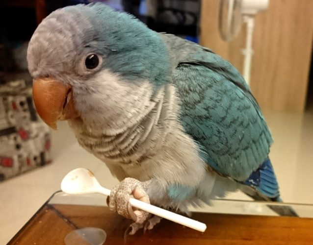 鸚鵡壽命延長 鸚鵡壽命延長