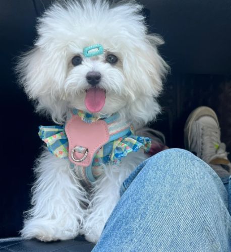 比熊犬常見問題