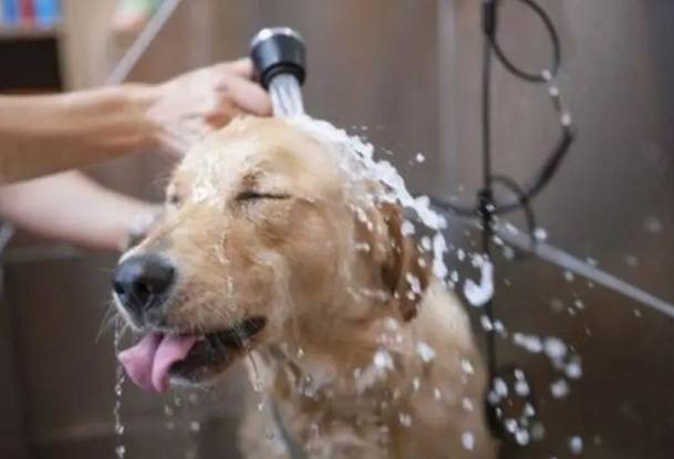寵物洗澡指南