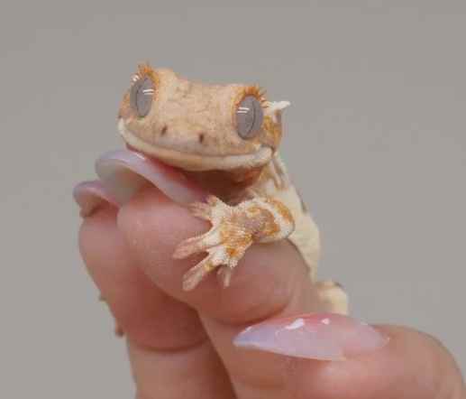 睫角守宮環境設定