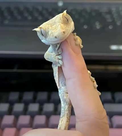 睫角守宮餵食指南