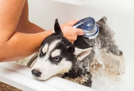 狗狗洗澡頻率