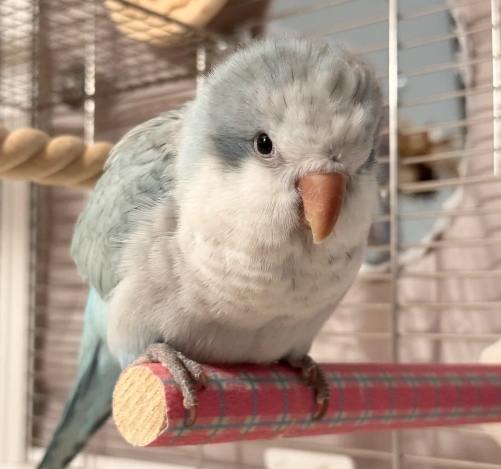 寵物鳥飼養成本