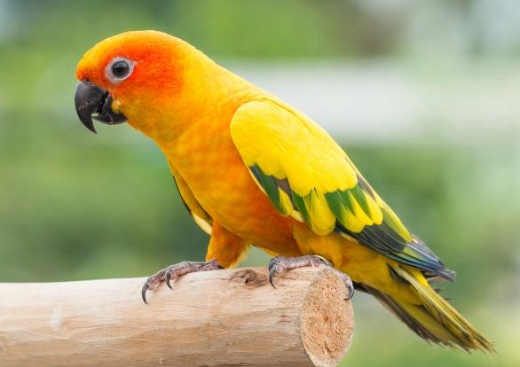 金太陽鸚鵡價格