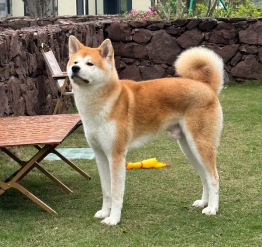 秋田犬價格