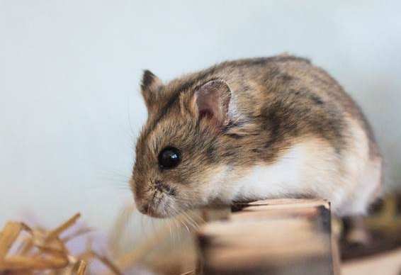 延長倉鼠壽命