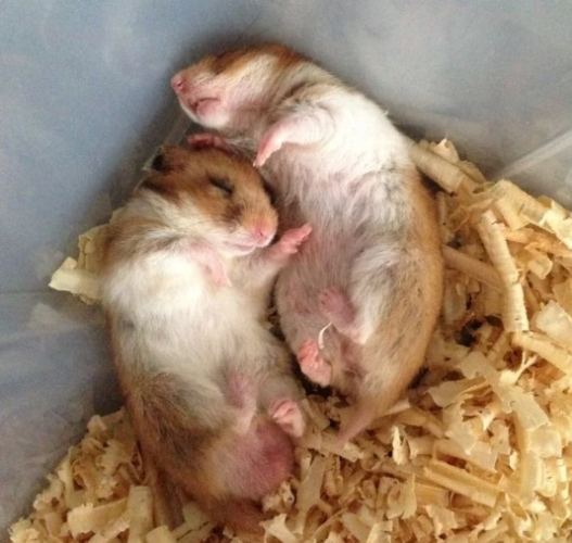倉鼠臨終症狀