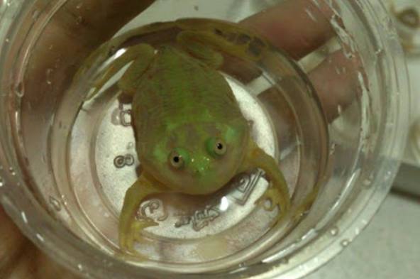 小丑蛙價格 小丑蛙價格