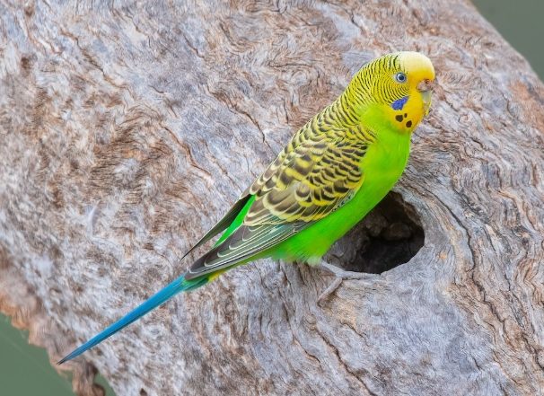 鸚鵡飼養成本 鸚鵡飼養成本