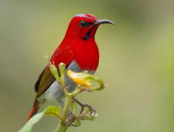 台灣太陽鳥景點